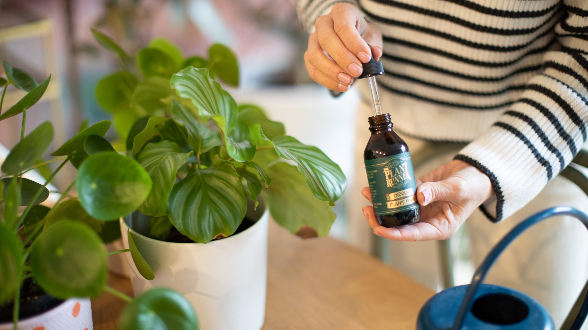 Top tips to get your plants spring ready.