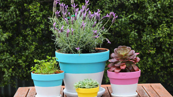 When to plant your herbs: A handy calendar for the home gardener.