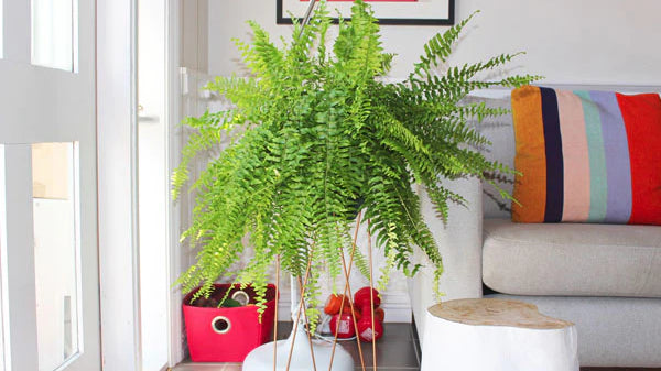 5 benefits of air purifying plants (and why I'm now an indoor plant enthusiast)