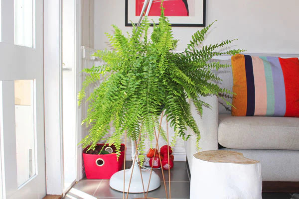 5 benefits of air purifying plants (and why I'm now an indoor plant enthusiast)