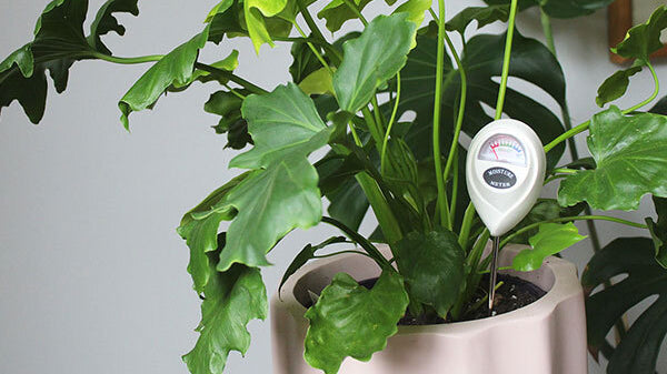 How accurate are soil moisture meters?