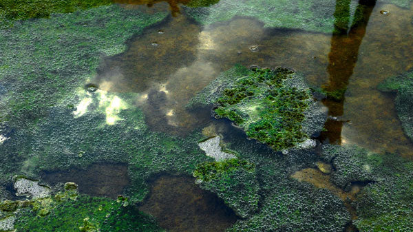 Superfood feature: Spirulina