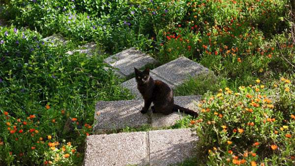 Are superstitions ruling your life?