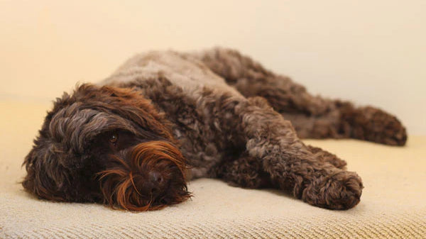 The five health benefits of pets (and the happiest of Mother's Days to other fur mums)