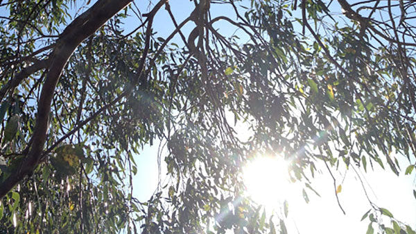 You don't have to be a hippie to hug a tree.