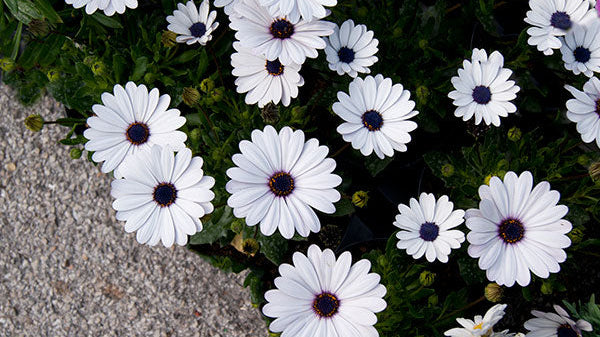 Natural Remedies for Hay Fever