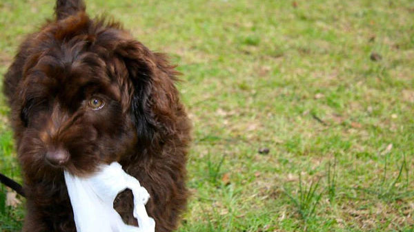 Introducing the four legged 'holistic ingredient', Wilson.