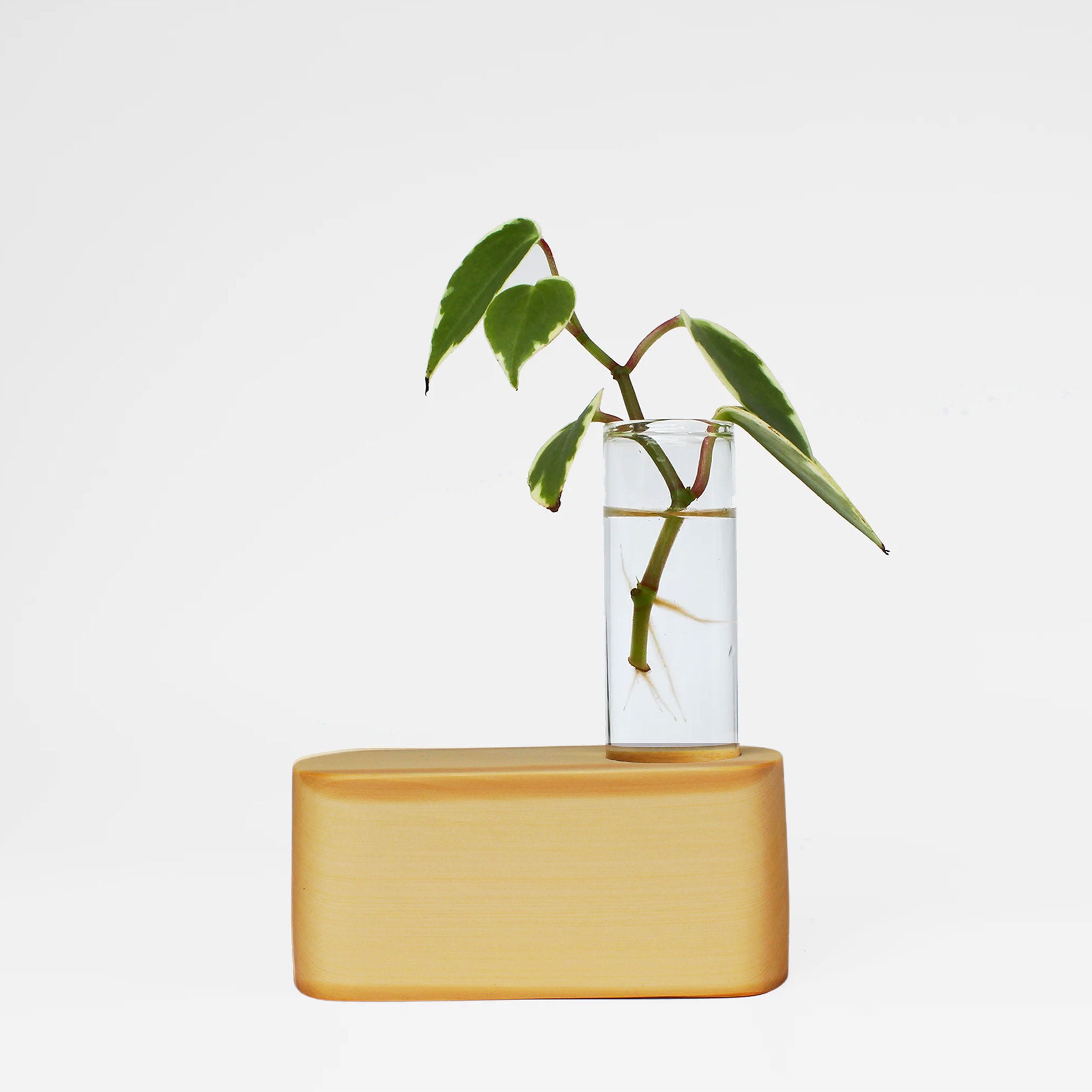 Huon Pine Propagation Station