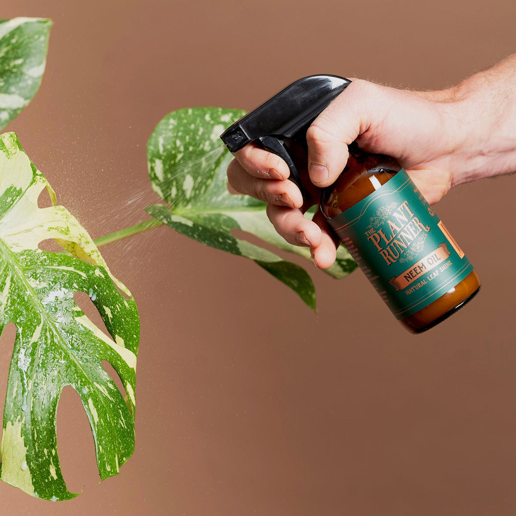 Spraying Neem Oil Natural Leaf Shine on an indoor plant