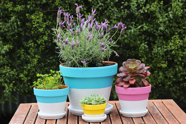 When to plant your herbs: A handy calendar for the home gardener.