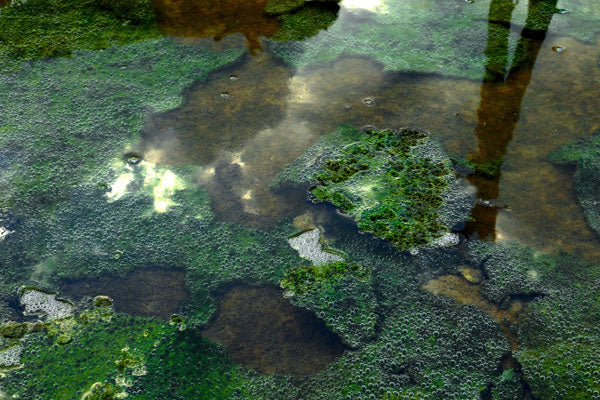 Superfood feature: Spirulina