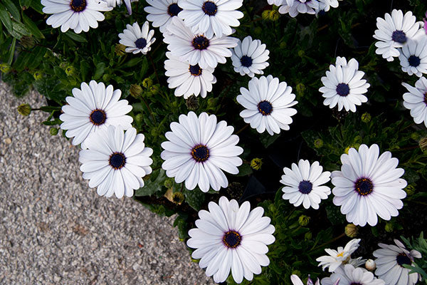 Natural Remedies for Hay Fever