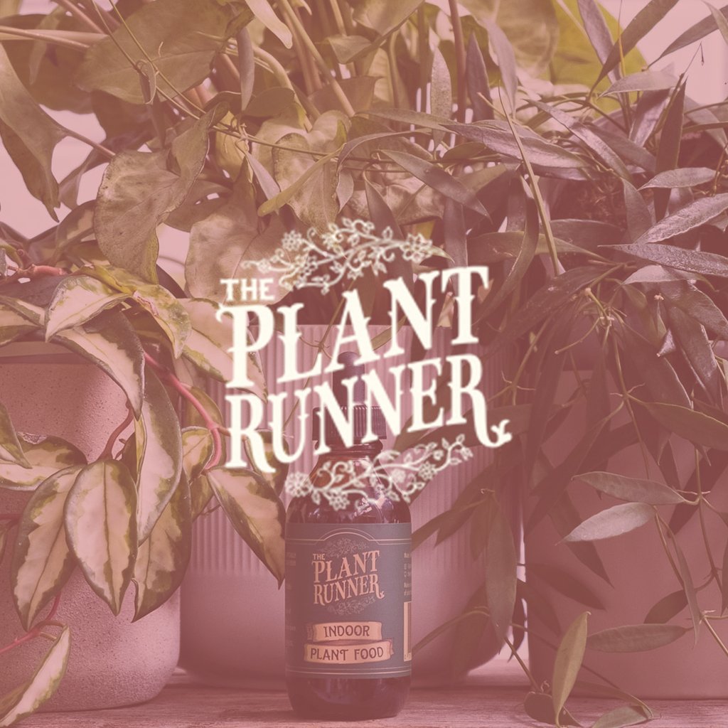 Pant Runner Indoor Plant Food