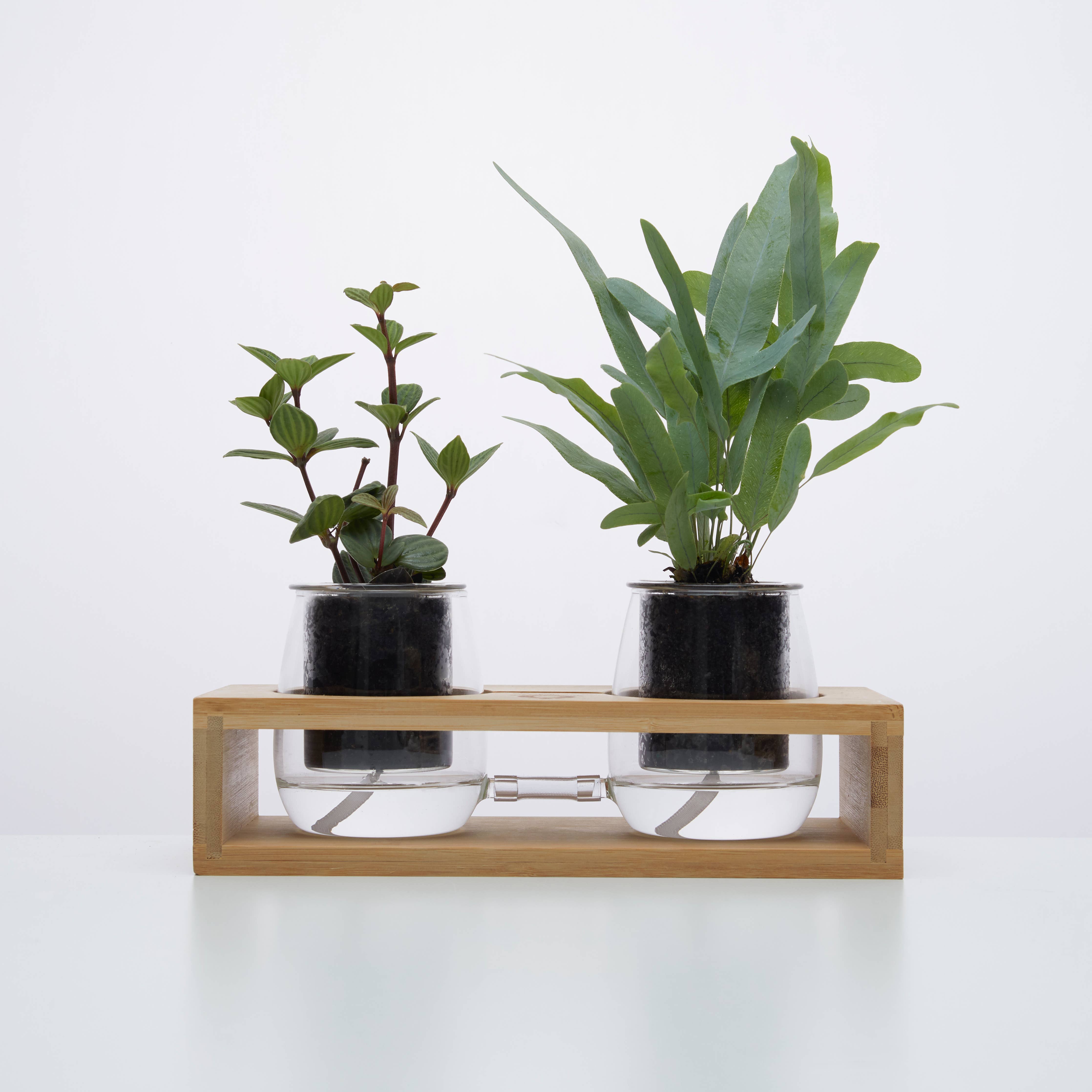 Two potted plants on a wooden shelf with a white background