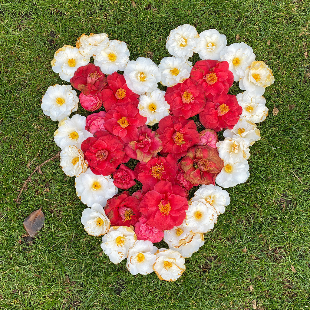 Flowers arranged in the shape of a heart