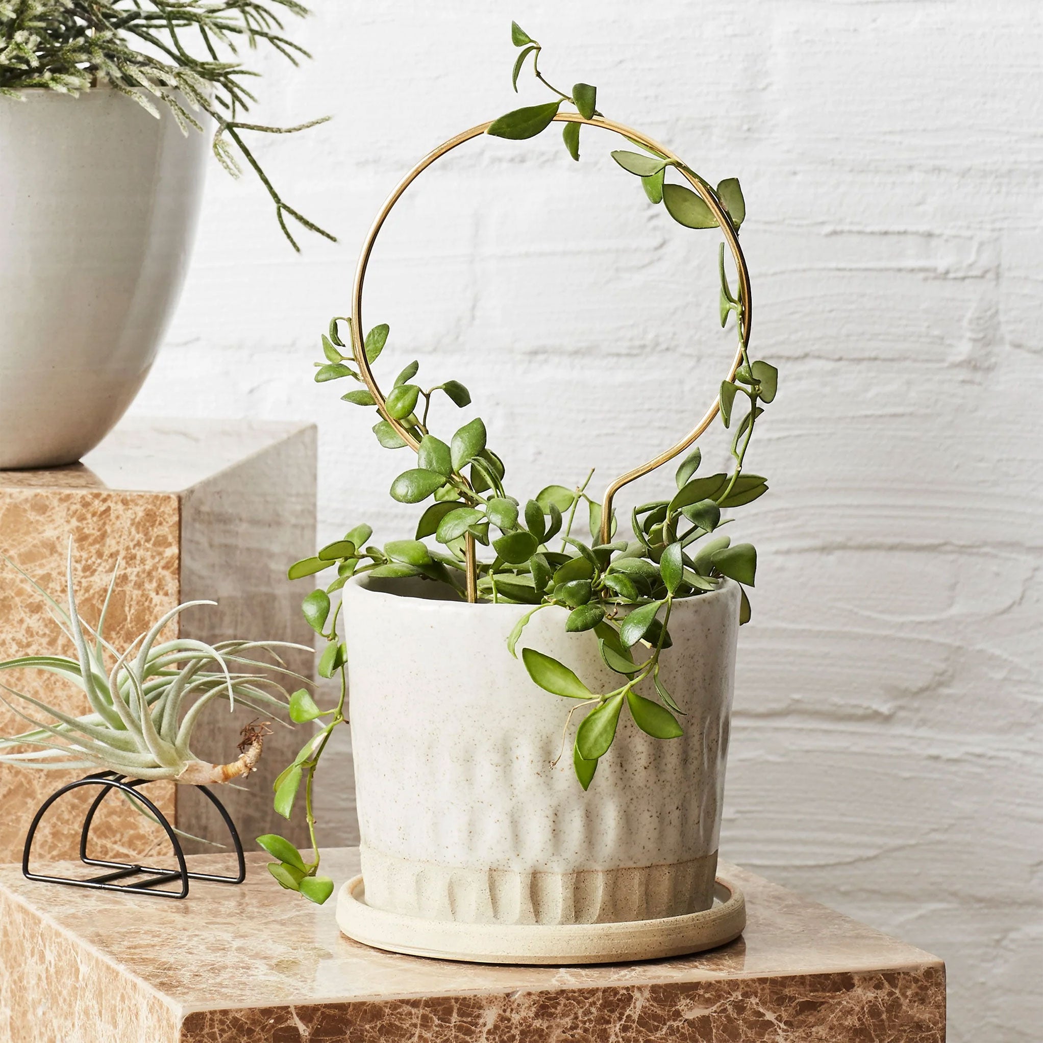 Ivy Muse Circle Brass Plant Stake 