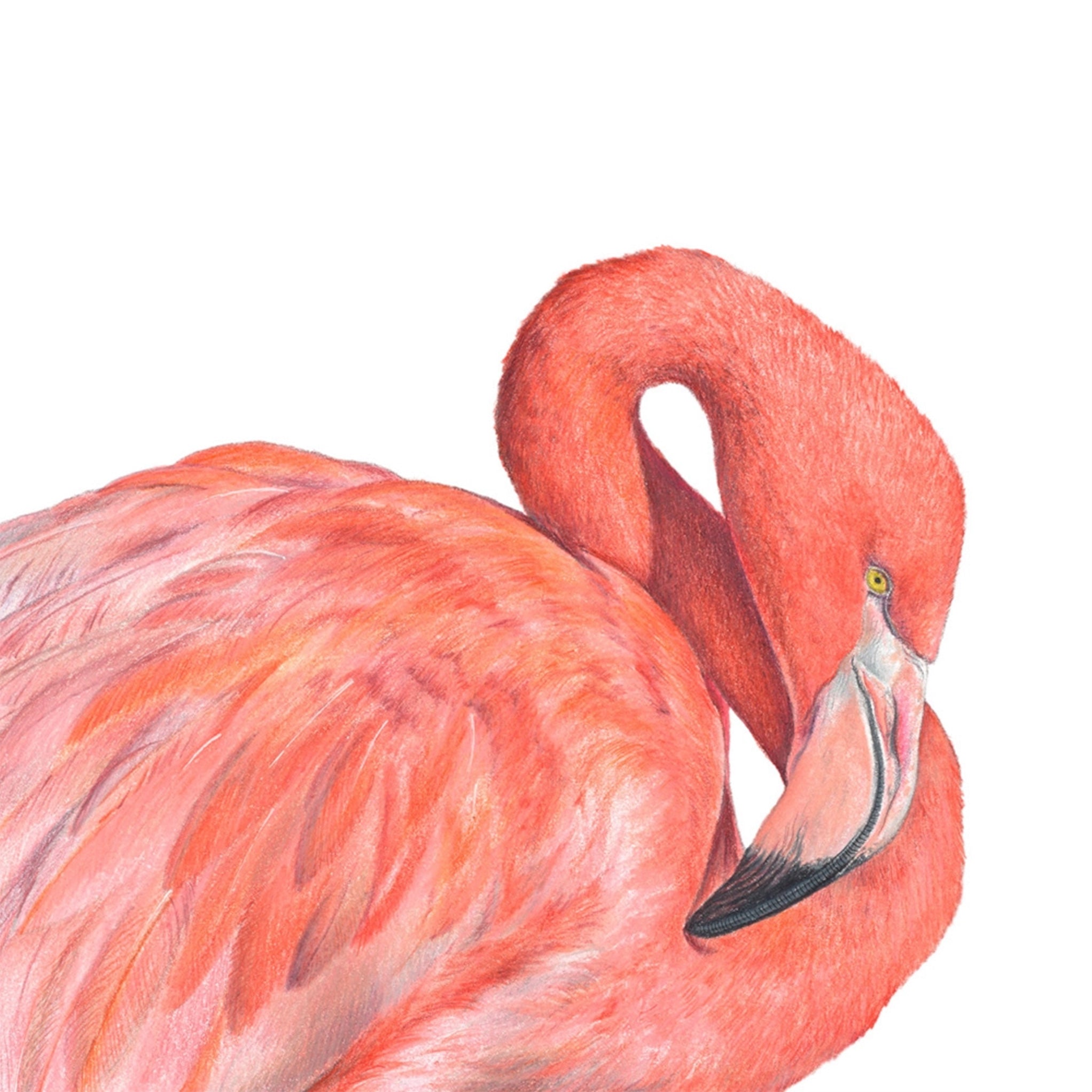Great Flamingo illustration by Hayley Wilson