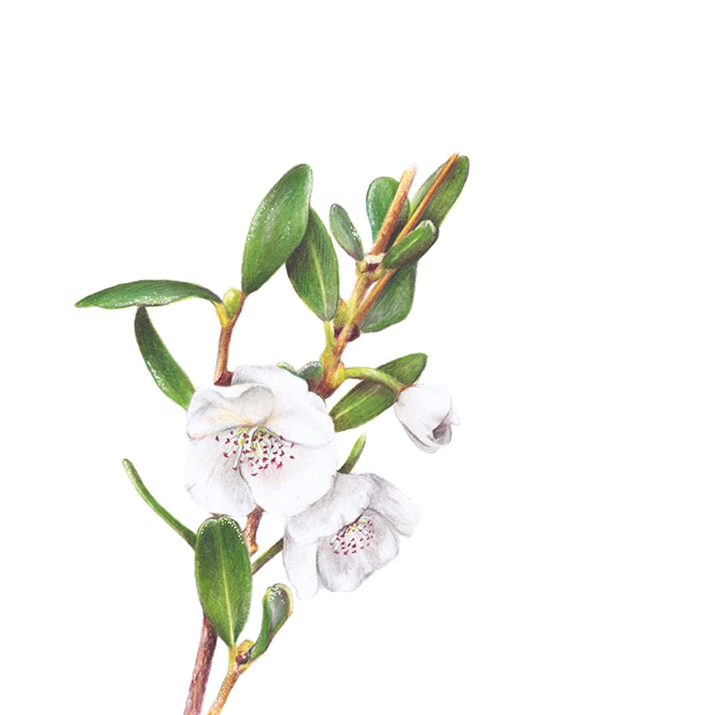 Leatherwood Flower illustration by Hayley Wilson