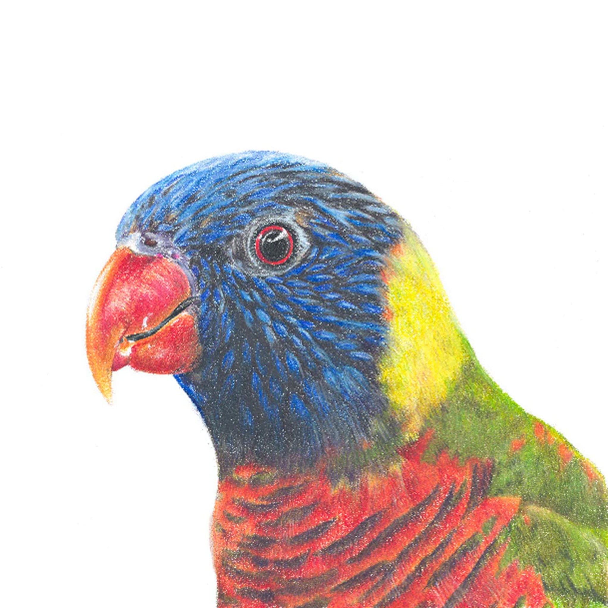 Rainbow Lorikeet illustration by Hayley Wilson