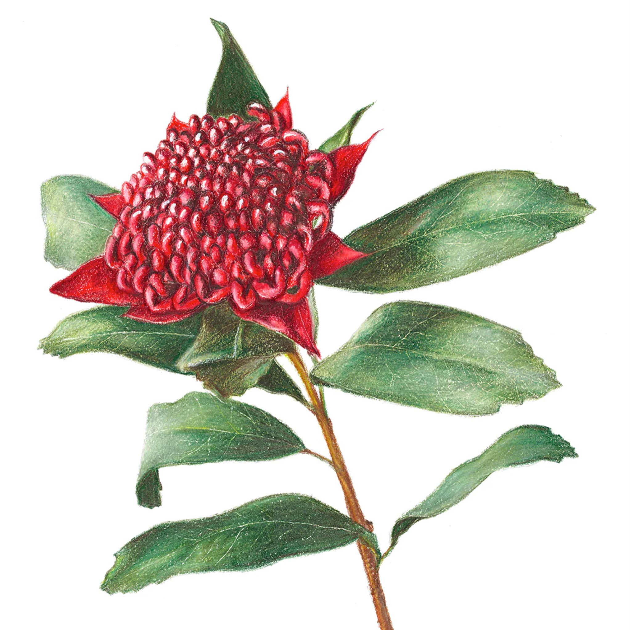 Red Waratah illustration by Hayley Wilson
