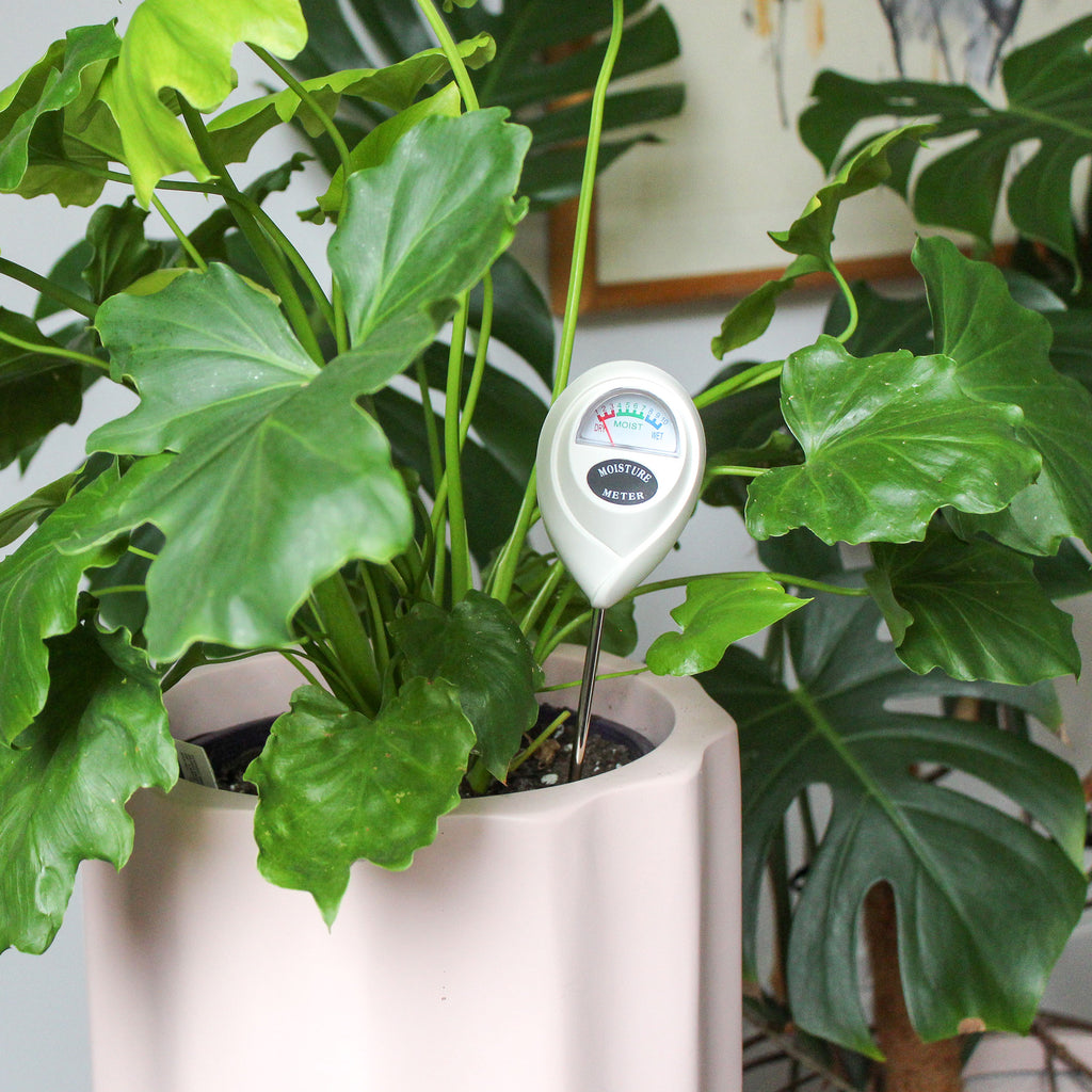 A plant moisture meter in an indoor plant. 