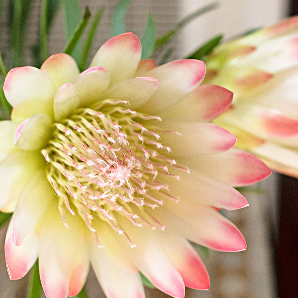 Pink and cream Australian native flowers. 