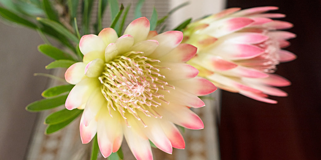 Pink and cream Australian native flowers. 