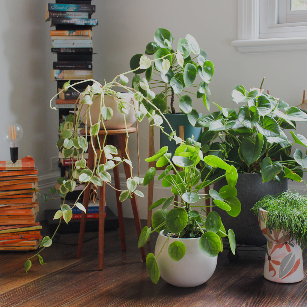 Amy's house plants. 