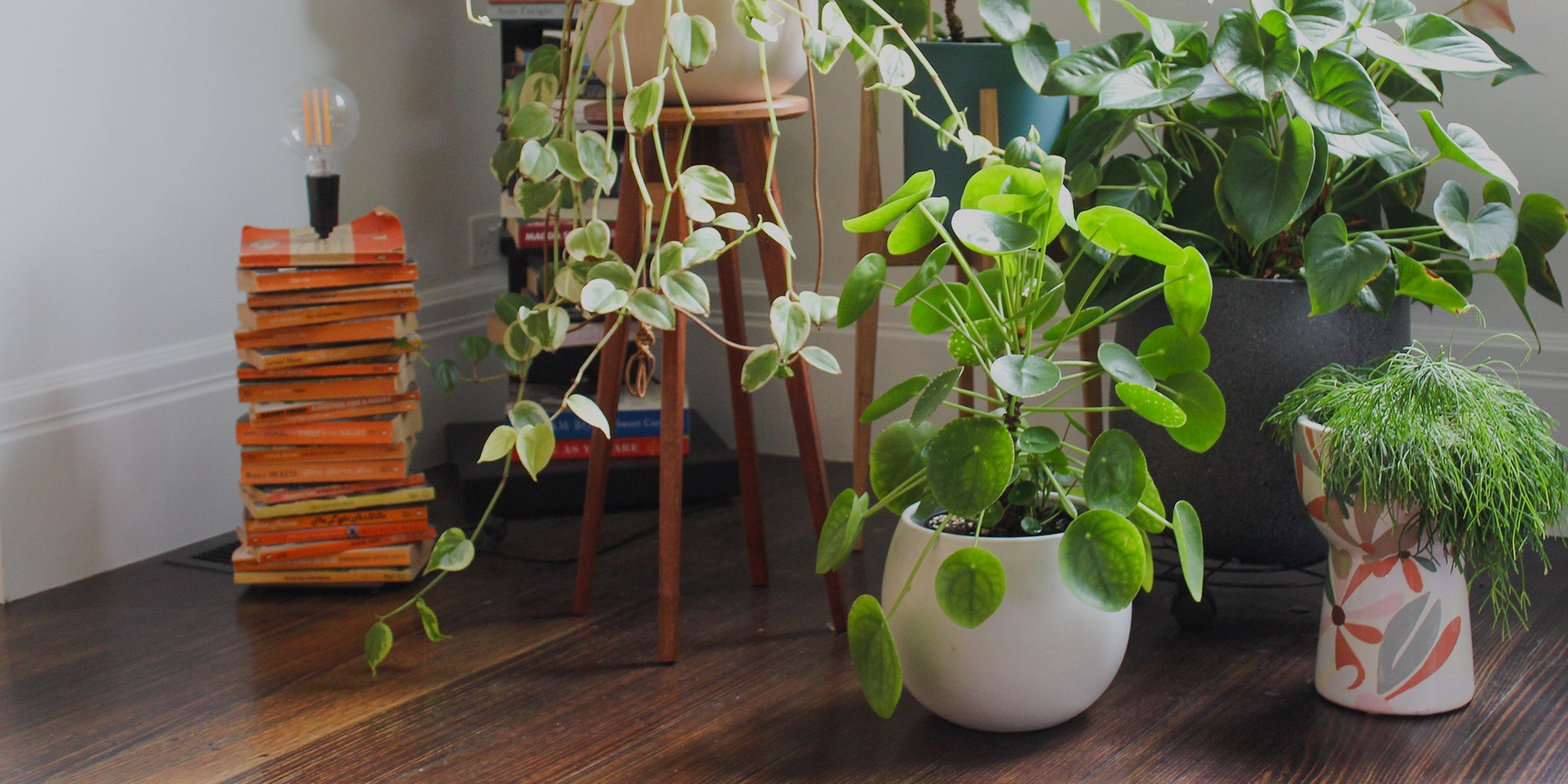 Amy's house plants. 