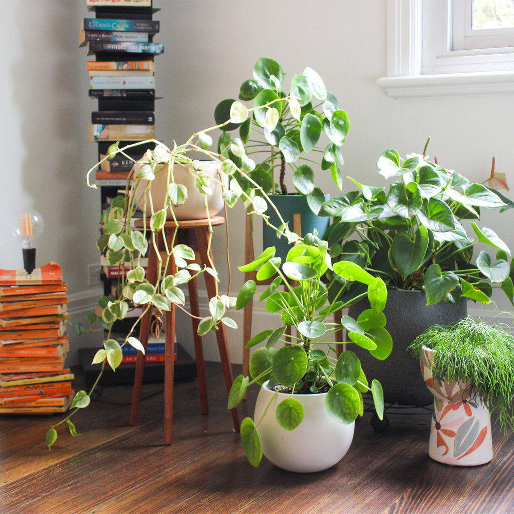 Amy's indoor plants