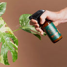Spraying Neem Oil Natural Leaf Shine on an indoor plant