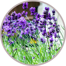 Amy Crawford - tips, just saying... Lavender Essential Oil.